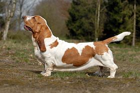 Basset hound blanc et orange.