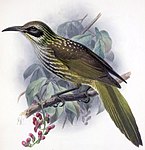 Chatoptila angustipluma