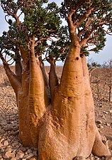 A. obesum var. socotranum, trunk of single extreme pachycaul specimen, Socotra