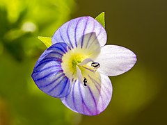 Faden-Ehrenpreis (Veronica filiformis)-20230419-RM-125228