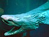 Photo of the head of a frilled shark with it's mouth wide open.