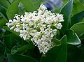 Ligustrum japonicum