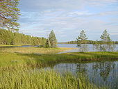 Parc national de Patvinsuo à Lieksa.