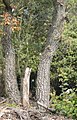 Els troncs de roure cerrioide que vaig fer pel nostre article, ara són també a en:Quercus cerrioides i a es:Quercus cerrioides