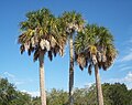 Sabal palmetto