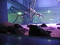 Crancs-aranhas gegants a l'aqüari Kaiyukan (Ōsaka, Japon)