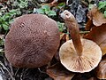 !Tricholoma vaccinum!