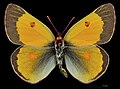 Colias chrysotheme, male