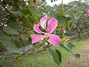 മലയാള നാമം:ചുവപ്പ് മന്ദാരം‌ ശാസ്ത്രീയ നാമം:Bauhinia purpurea