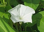 I. aquatica with white flowers in Sai Kung, Hong Kong