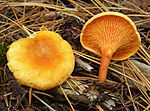 Hygrophoropsis aurantiaca Hygrophoropsidaceae