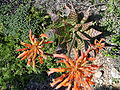 Aloe (Aloe spec.)