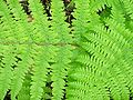 Athyrium filix-femina (Wijfjesvaren)