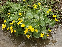 Luhtarentukka eli rentukka (Caltha palustris)