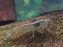 Caridina multidentata