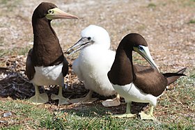 Casal de atobá-pardo, com filhote no meio