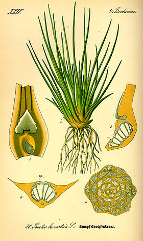 Isoetes lacustris (ilustração de Otto Wilhelm Thomé, 1885).[1]