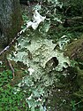 Lobaria oregana, commonly called 'Lettuce lichen,' in the Hoh Rainforest, Washington State