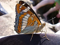 Poppelsommerfugl. Foto: Kompak, 2005