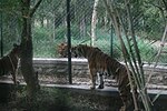 Një luan aziatik dhe dy tigra Bengalez në Parkun Kombëtar të Bengatas, Indi