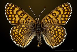 Melitaea cinxia dosal