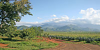 Plantaža blisko górinow Uluguru w Tansaniji