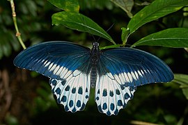 Papilio polymnestor-Kadavoor-2016-07-27-002