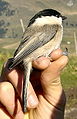 Kormosfejű cinege (Parus montanus)