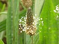 Spiga fiorita di Plantago lanceolata