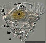 Trochophora av Pomatoceros lamarckii. a anus, ao apikalorgan, at apikal tofs, in tarm, m mun, mt metatroch (cilieband), pt prototroch (cilieband), st magsäck.