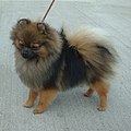 orange sable Pomeranian