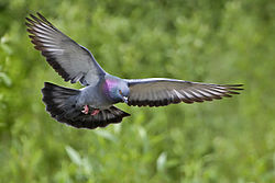 Хүхэ тагтаа(Columba livia domestica)