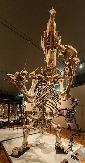 Fóssil brasileiro de preguiça-gigante (Glossotherium) ora exposto no Museu Nacional do Rio de Janeiro.