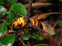 Asian giant hornet