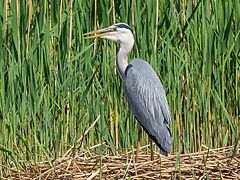 Сива чапла (A. cinerea)