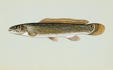 The ganoid scales on a bowfin are reduced in size and resemble cycloid scales.