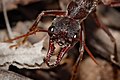 Head of a bull ant, by Fir0002