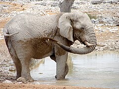 Description de l'image Elephant at Okaukuejo, Etosha (2014).jpg.