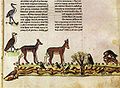Mostra del manuscrit miniat Arte venandi cum avibus, tractat de caça de Frederic II (ca 1240)