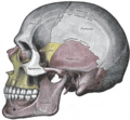 Lebka: temenní kost vpravo nahoře s popiskem „Parietal“