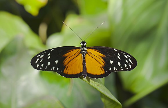 Heliconius hecale, Munich Botanic Garden, Germany.