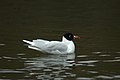 Szerecsensirály (Larus melanocephalus)