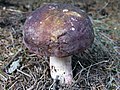 Russula cyanoxantha