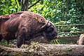 European bison