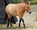 Ĉevalo de Przewalski (Equus ferus przewalskii)