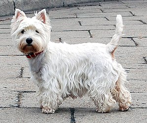 West Highland White Terrier