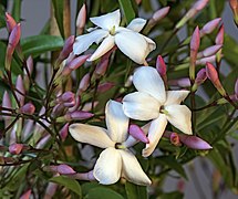 Jasminum polyanthum