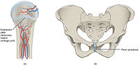 Thumbnail for Cartilaginous joint