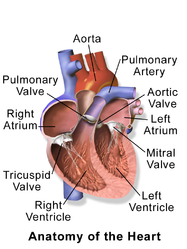 Heart anatomy