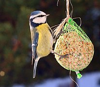 Pájaro en comedero de malla